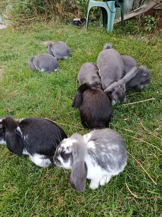 Króliki Barany Francuskie