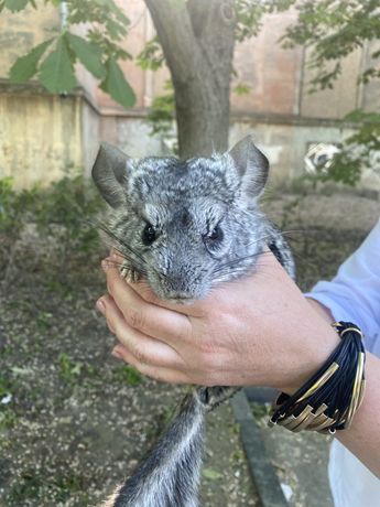 Нашли шиншилу Приморский район