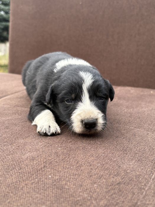 Border Collie suczka szczeniak z metryką