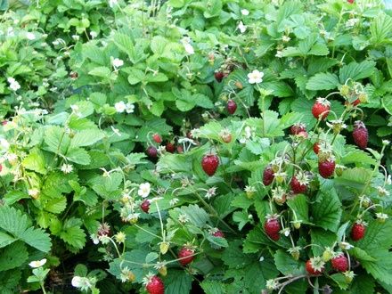 Poziomki sadzonki  duże owocujace pilnie