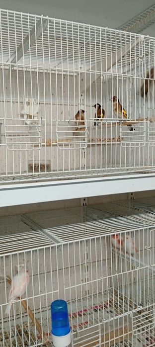 Tenho alguns pássaros destes para ceder