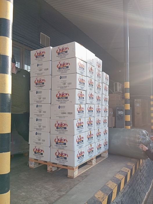 Фісташка. Каліфорнія. Фисташки.