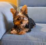 Yorkshire terrier  suczka  mała.