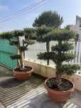 Oliveiras Bonsai em vaso