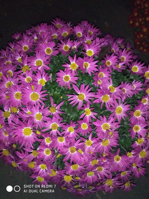 Шаровидні та корейські хризантеми.