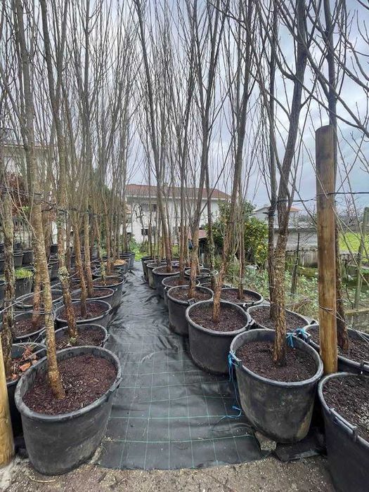 Árvore Populus nigra " italica" 300/350cm