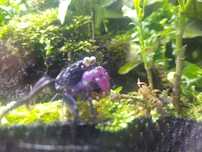 Krab Geosesarma Dennerle Vampire