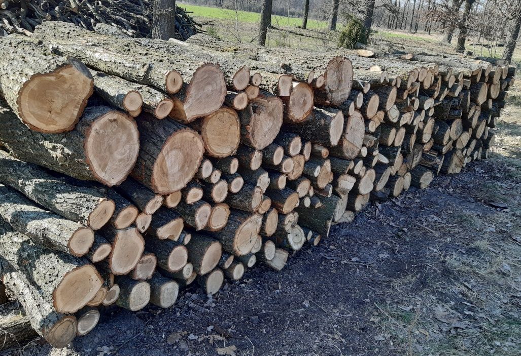 Dąb Kłody Metry i w Stogu