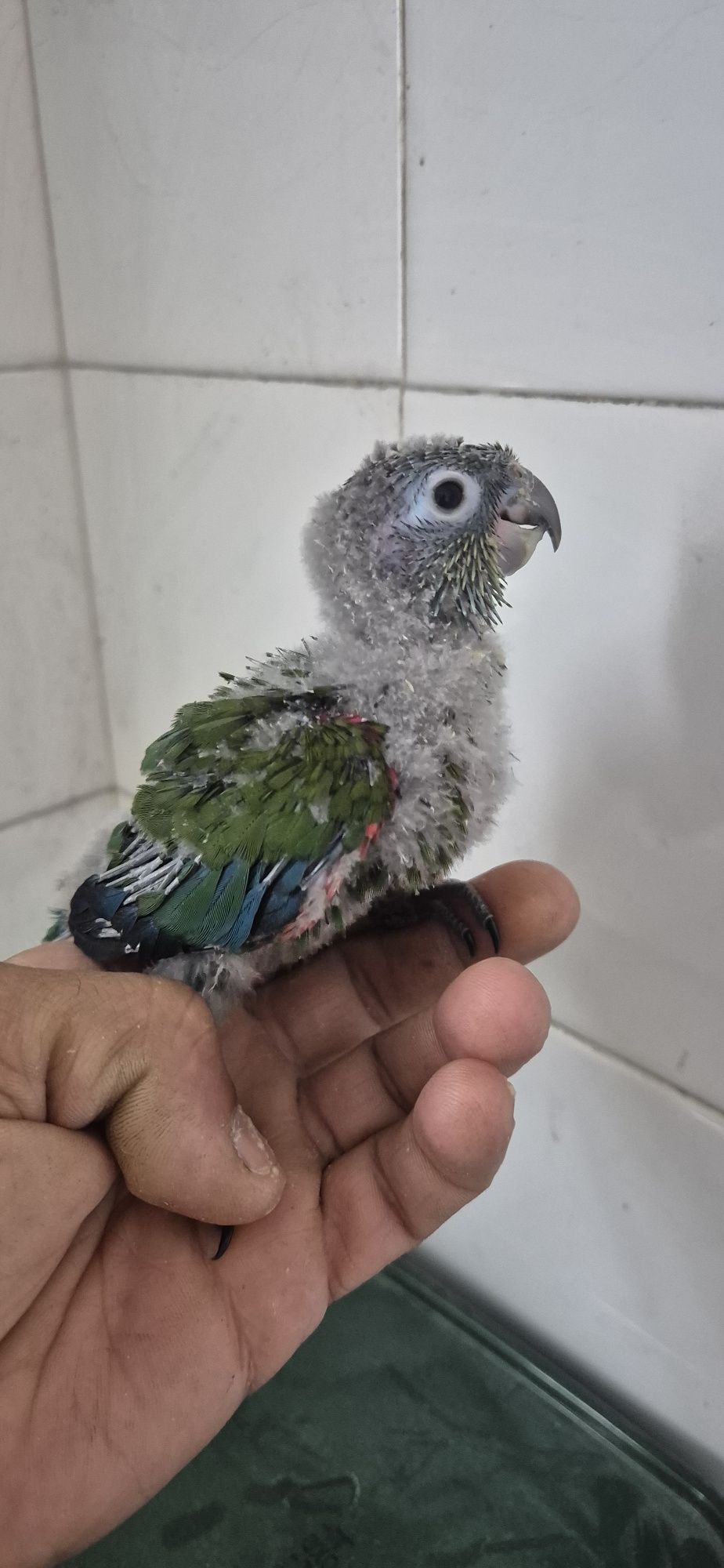 Kakariki e pyrrhuras serem criadas à mão