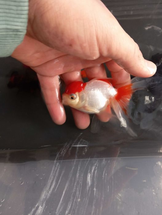 Peixes orandas...
