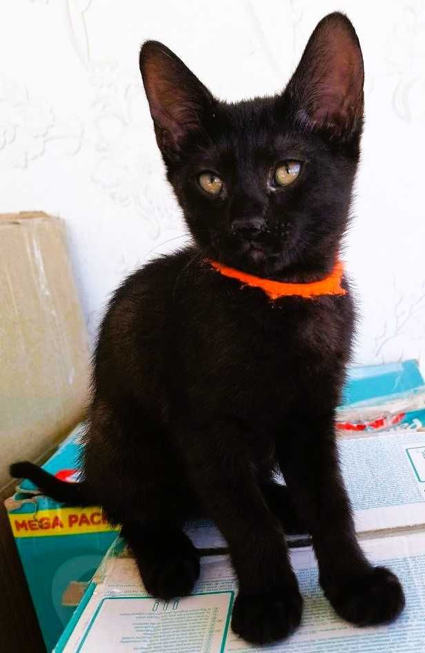 Чёрные котята(домашние пантеры)