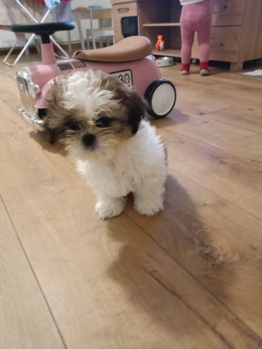 Sprzedam szczeniaka shih tzu, 2,5 miesiąca, po pierwszym szczepieniu.