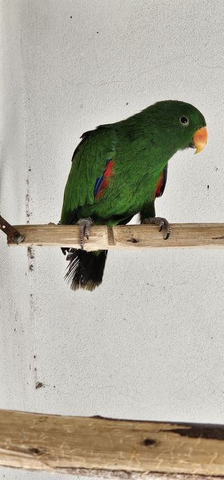 Papagaio Eclectus