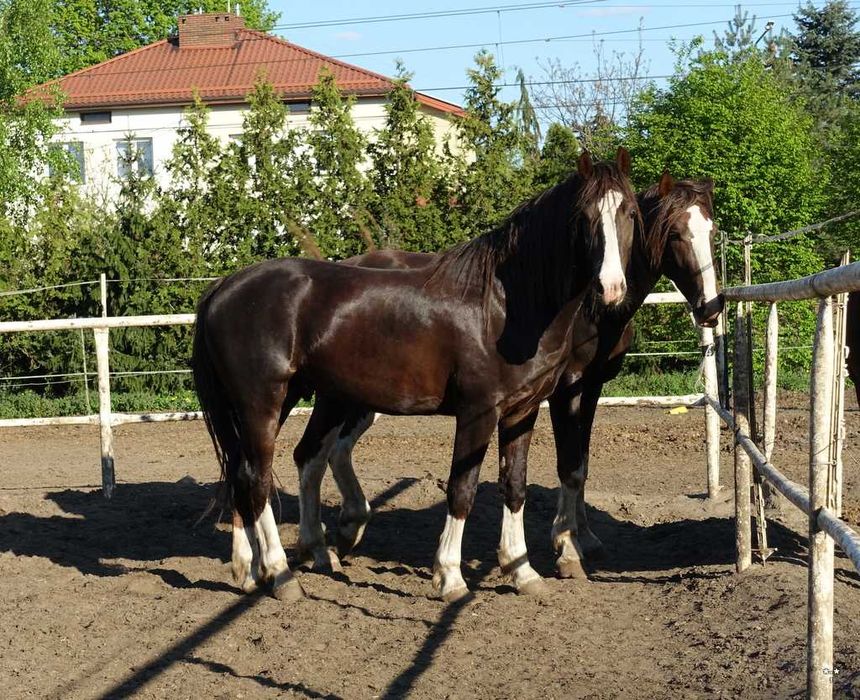 Para ogierów KWPN 3,5 letnie