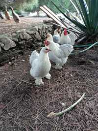 Casal de  pekins lavanda