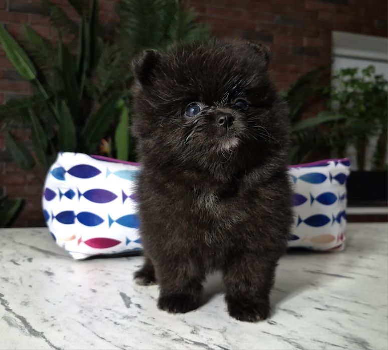 chłopiec szpic miniaturowy pomeranian