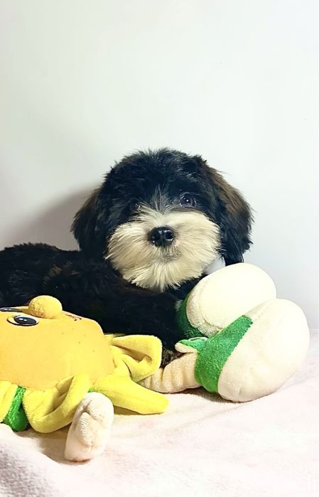 Гарненький ведмедик міні мальтипу бебі фейс