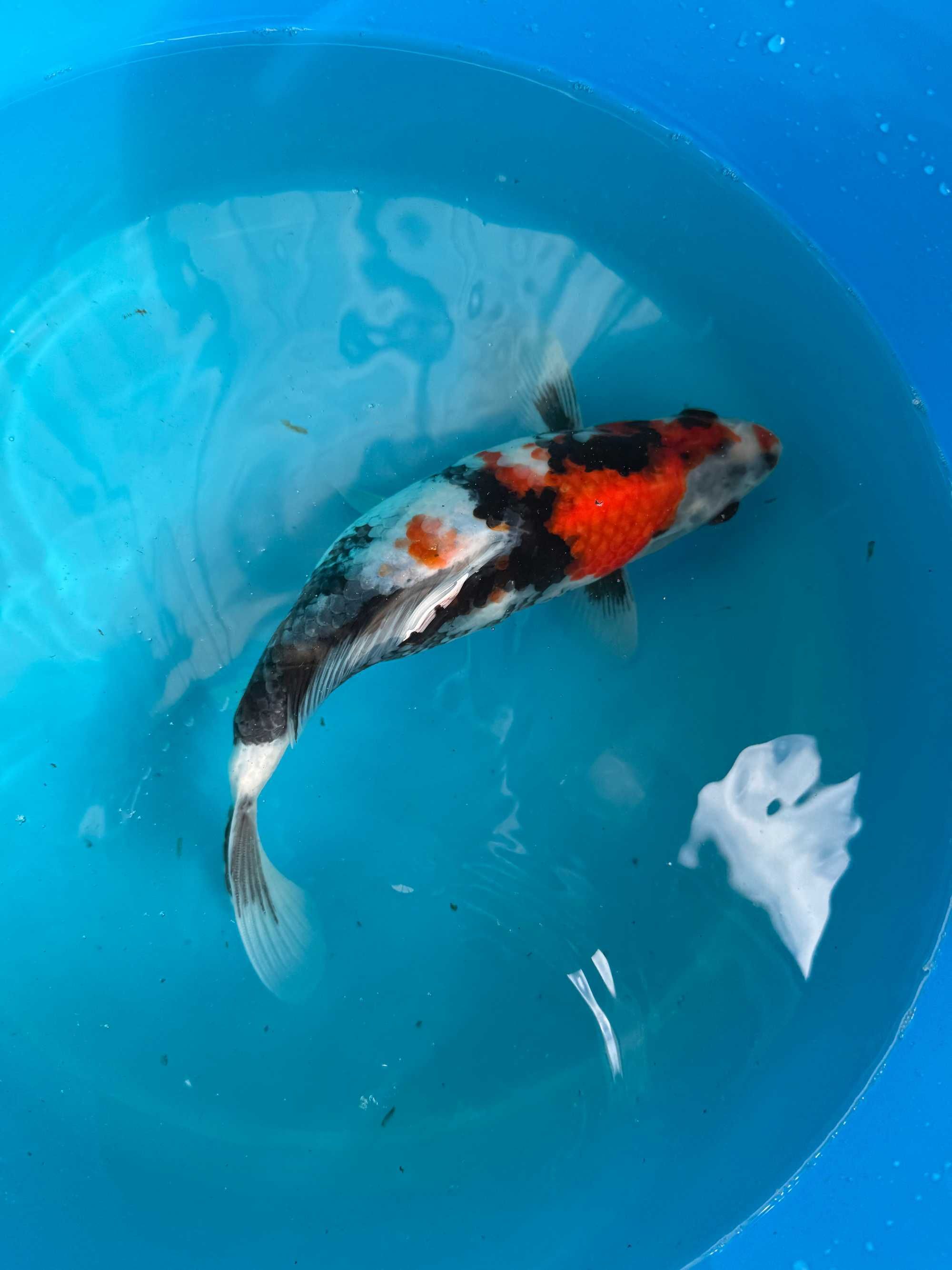 Carpa Koi SHOWA 25cm Japonesa Marusei Koi Farm