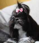 Zapowiedz miotu Shih-tzu lipiec 2025