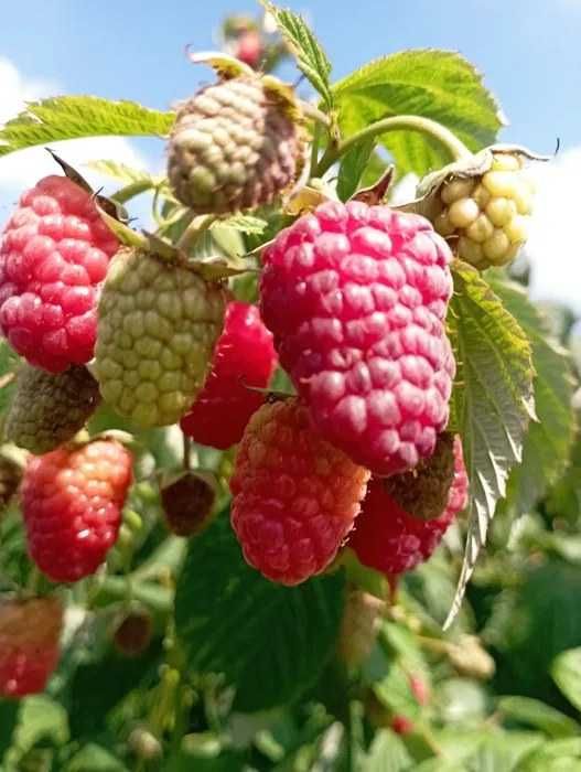 Sprzedam sadzonki malin GIGANT