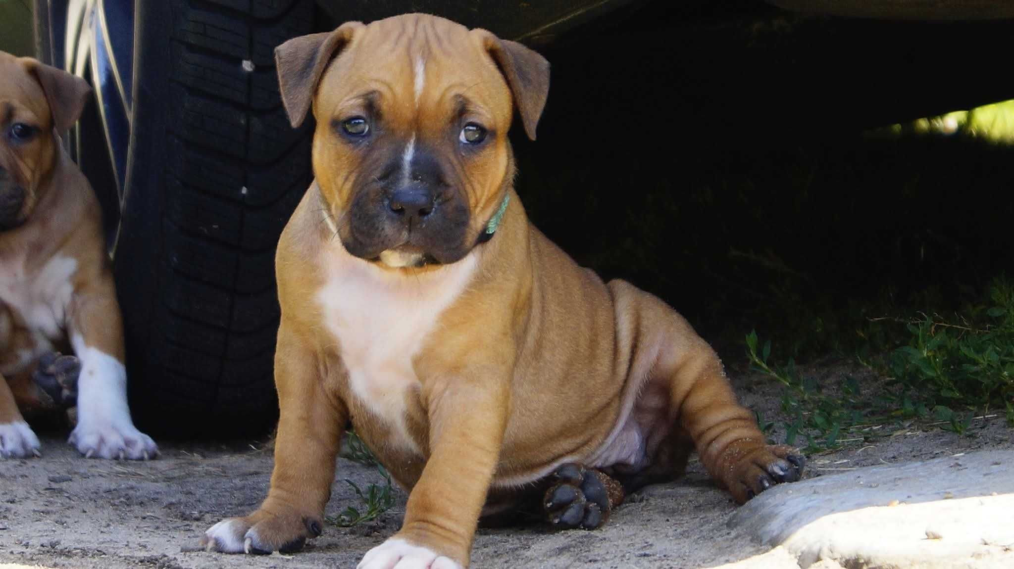 Amstaff FCI szczenięta- sunia Electra
