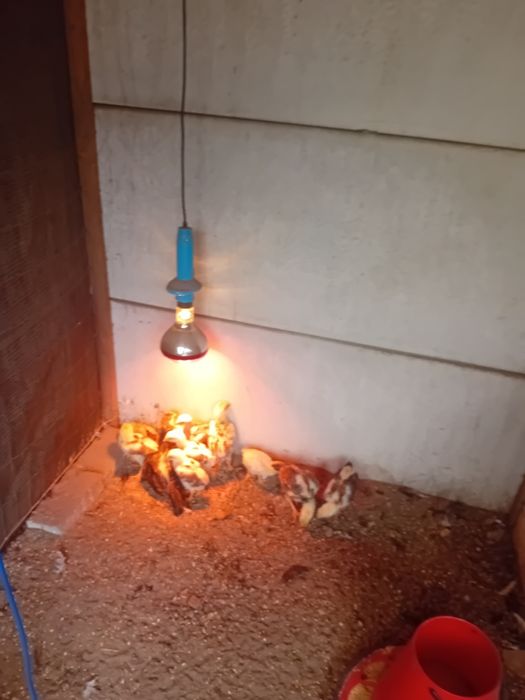 Pintos índios gigantes