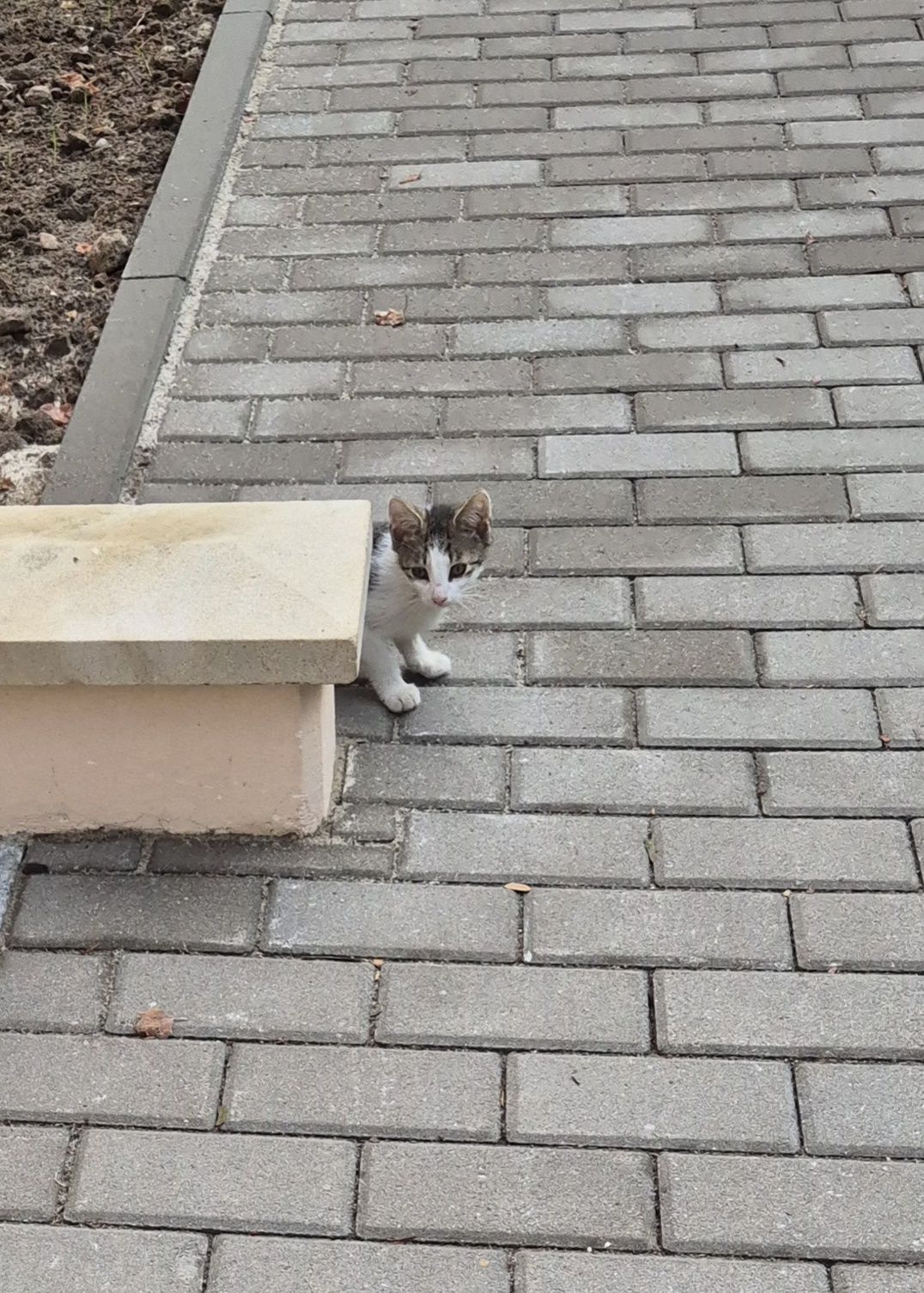 Kotki szukają domu