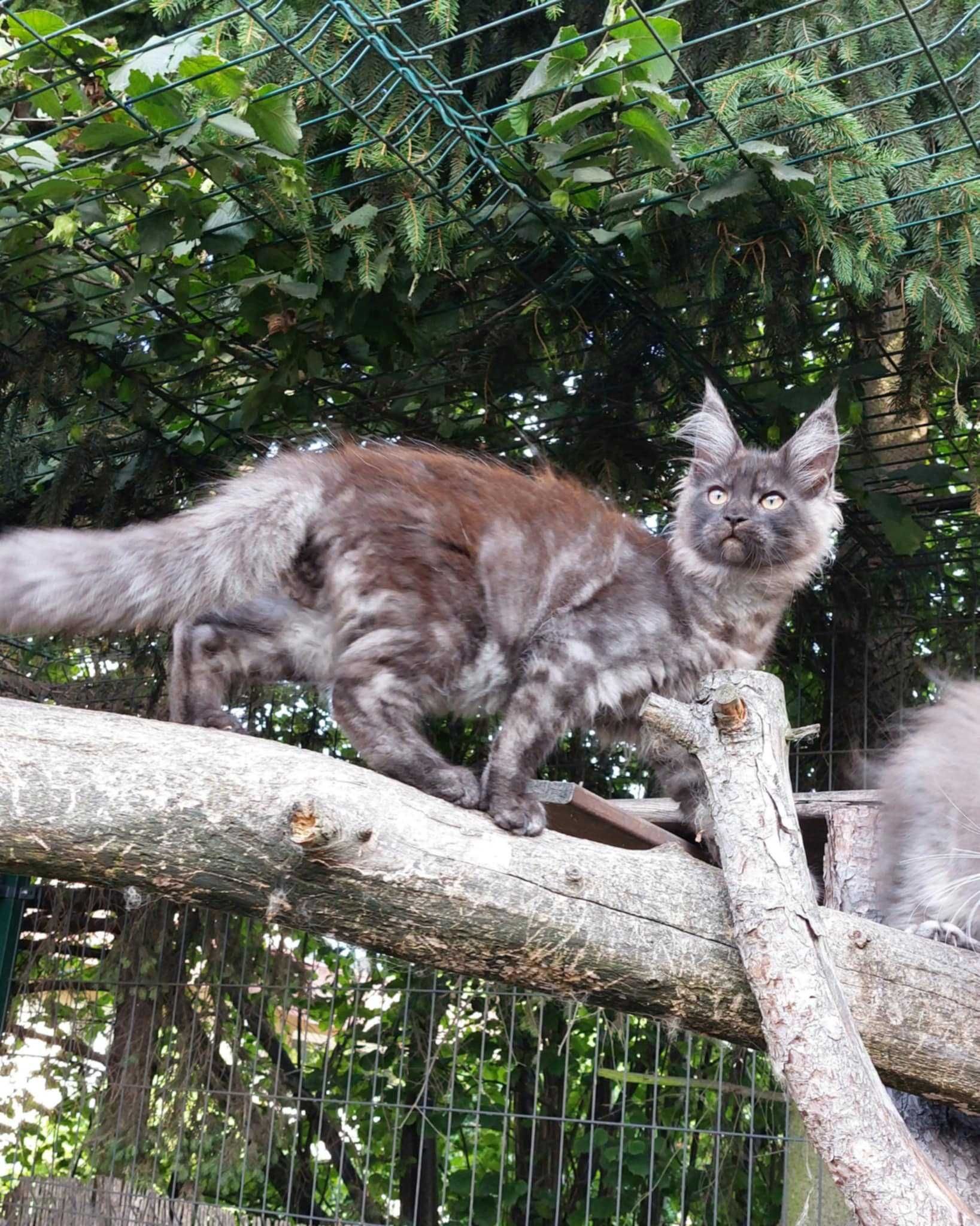 kotek Maine Coon rodowód FPL Felis Polonia