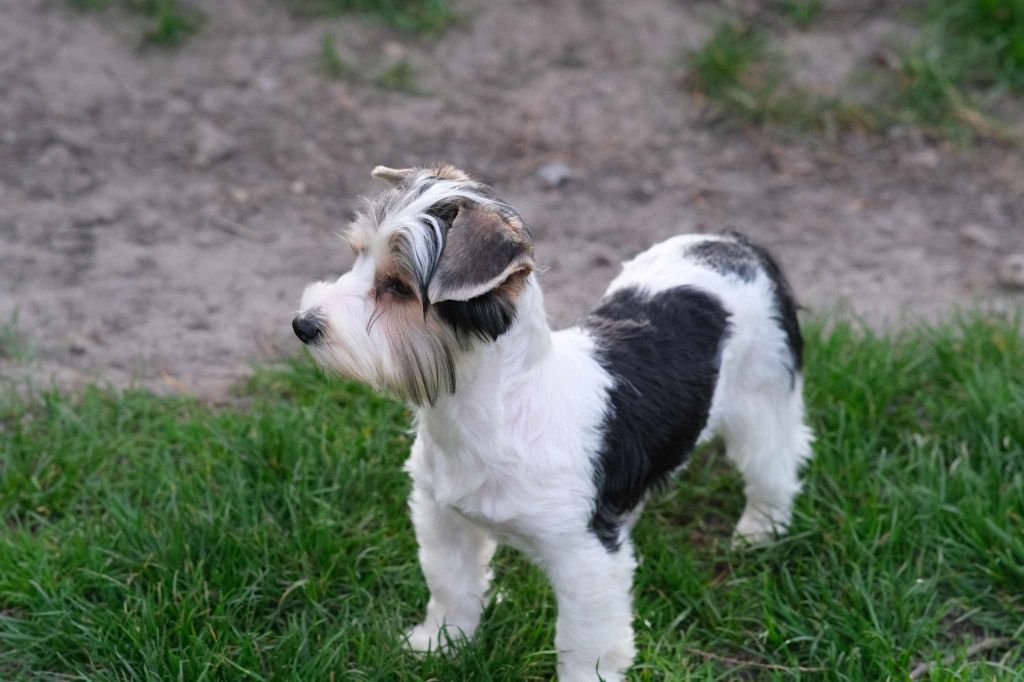 York terrier biewer