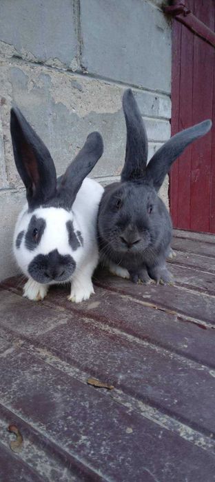 Sprzedam króliki