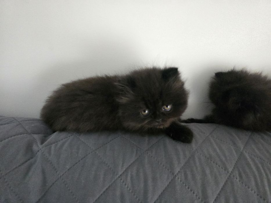 Gatinhos   lindos