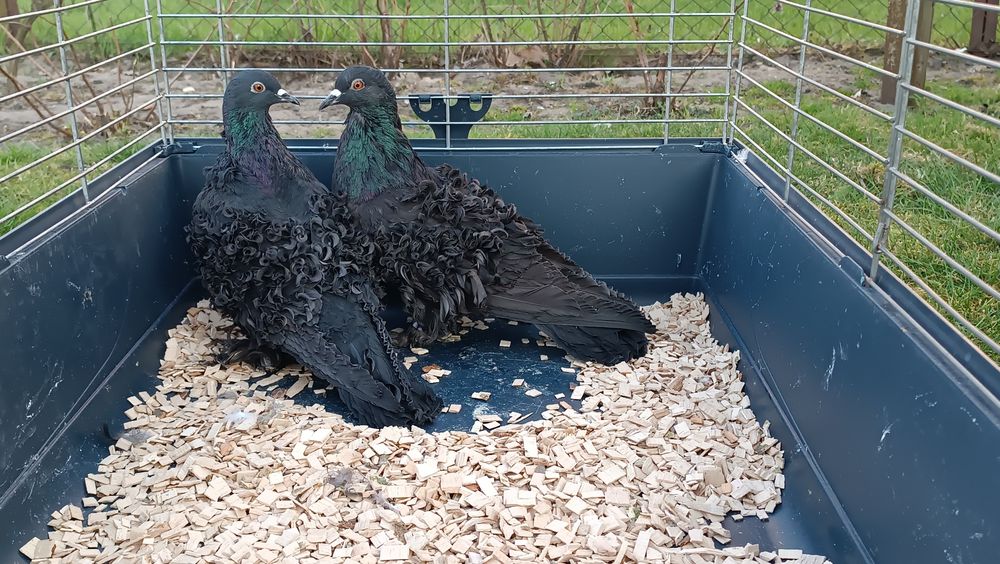 Gołębie loczki czarne, gołąb loczek