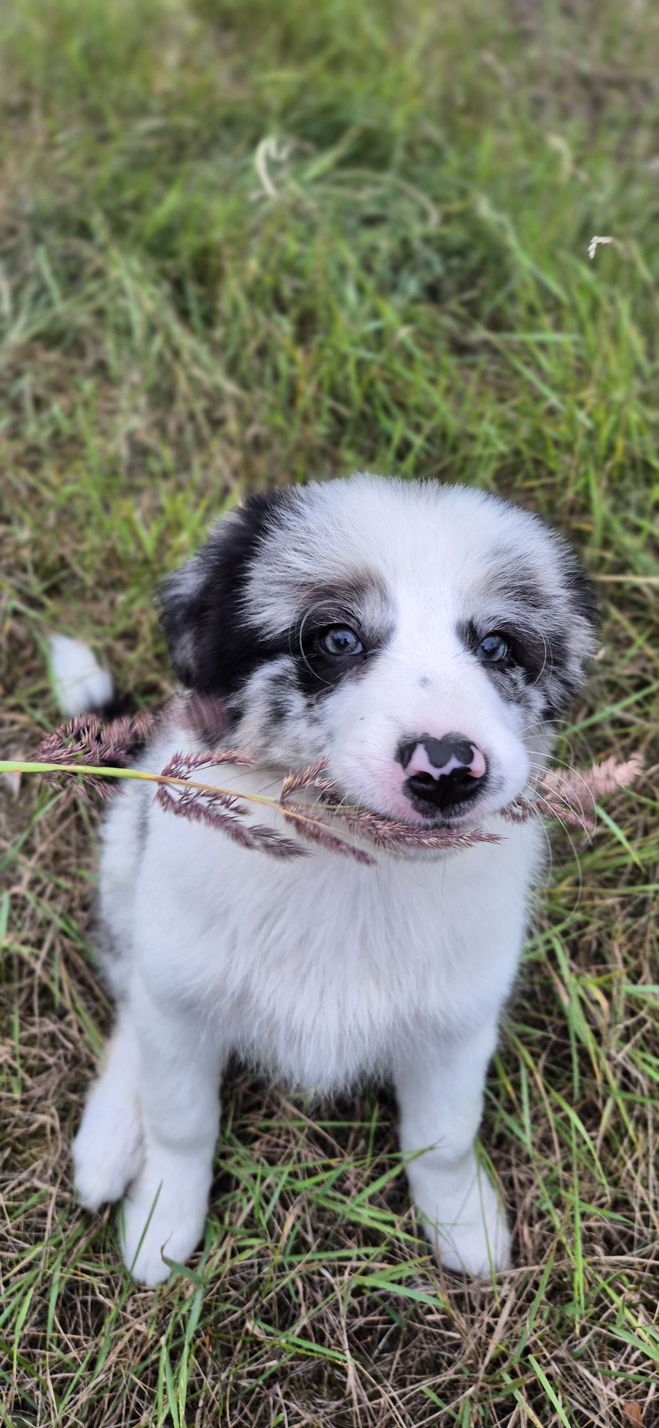 Suczka border collie