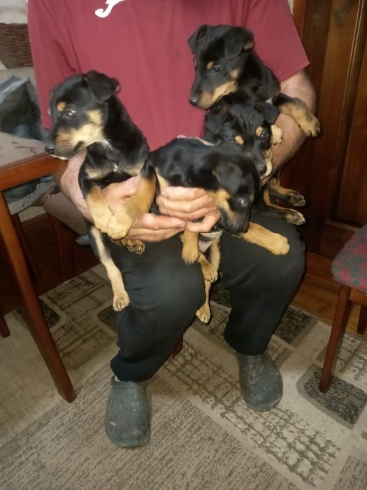 продам цуценята ягтерєра