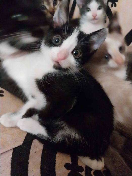 Gatinhos para adoção responsável