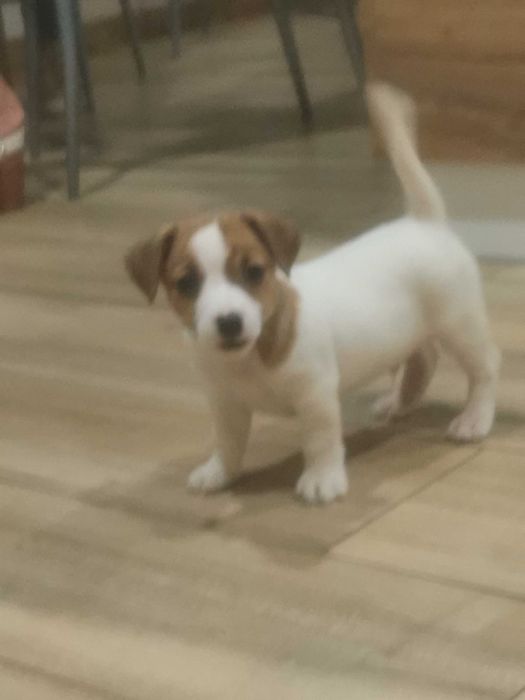 Jack Russell Terrier piesek