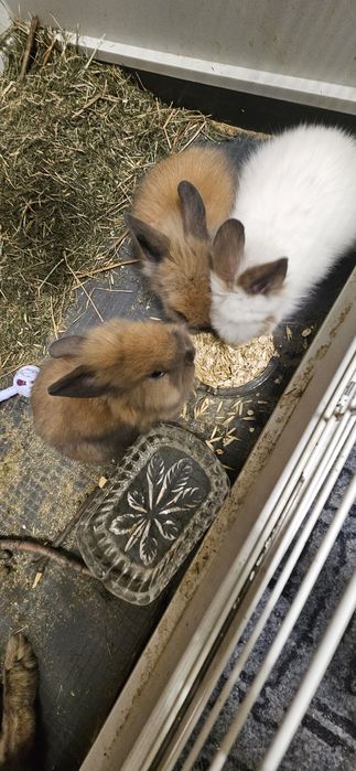 Продам декоративних кроликів
