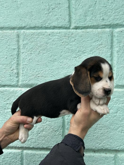 Гарнюні малюки породи Бігль