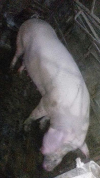 Продаються поросні свиноматки