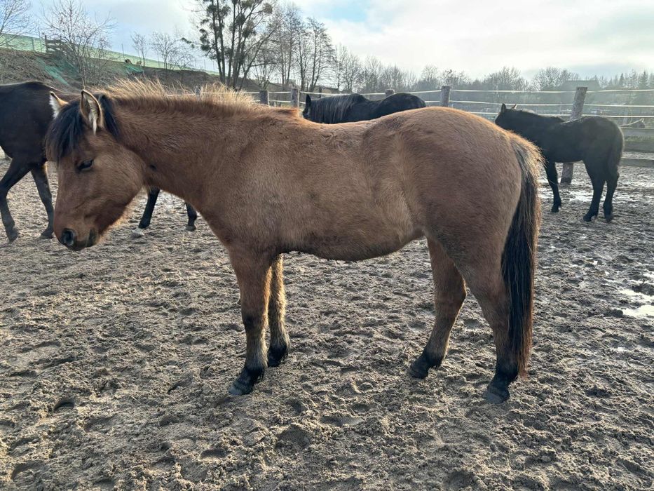 Sprzedam klaczkę fiorda