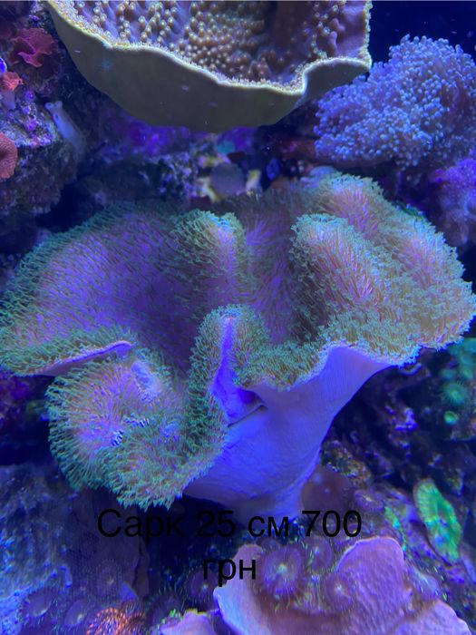 Корали для морського акваріума