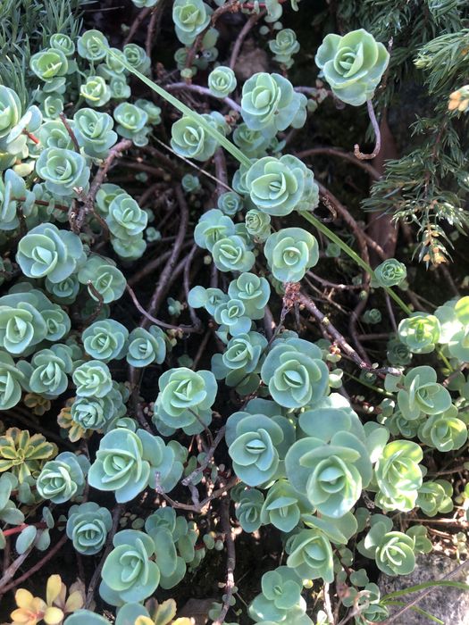 Сукуленти , Медуниця цукрова (кущик)