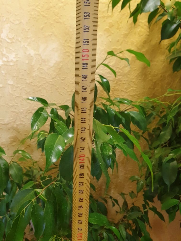 Фікус Бенжаміна Ficus benjamina вазон дерево