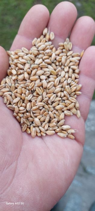 Przenica ozima RGT REFORM