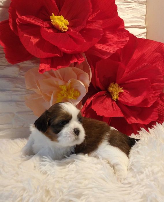 Shih Tzu sunia dziewczynka Lola rodowód