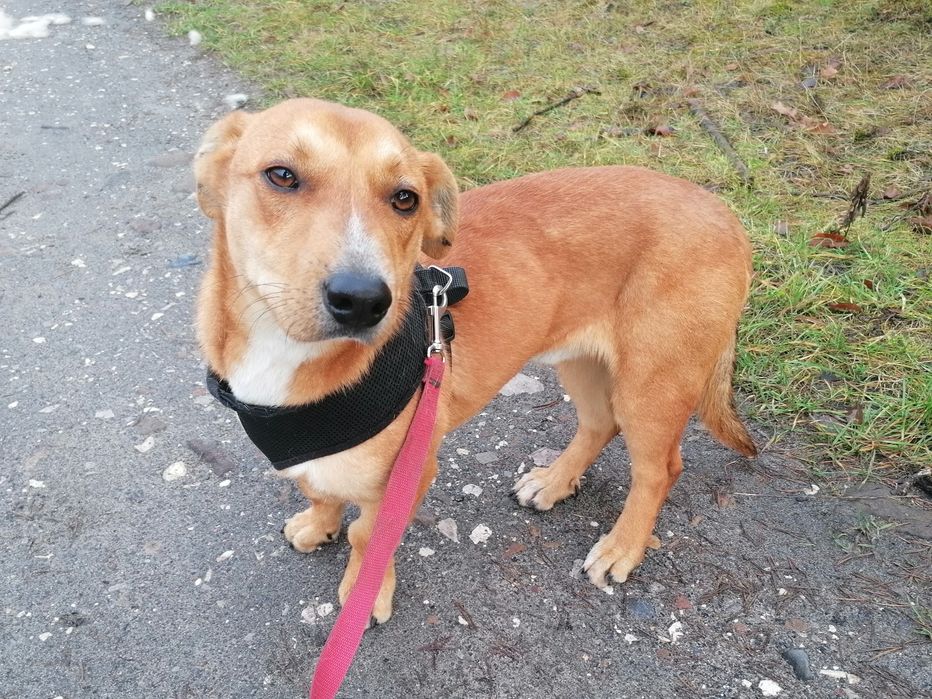 TOFIK mały młody przyjazny pies szuka domu