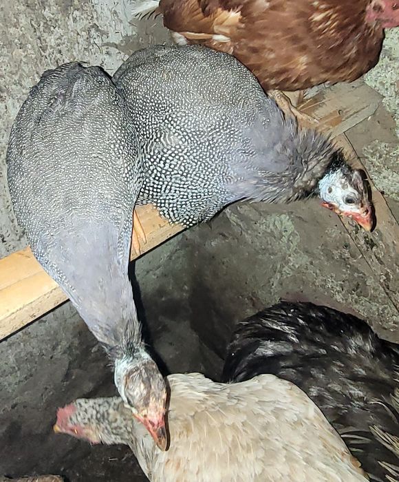 Perliki, młode perliczki