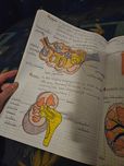 Anatomia zwierząt