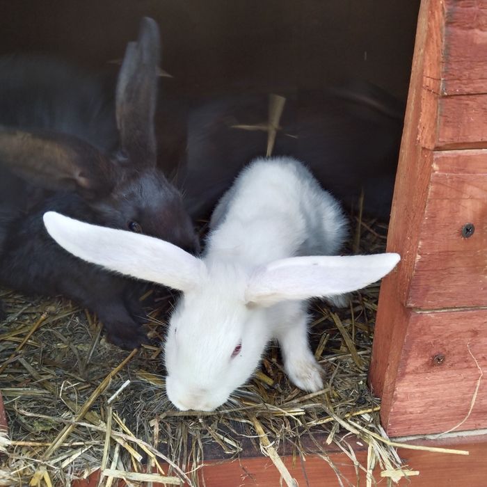 Króliki młode 4szt