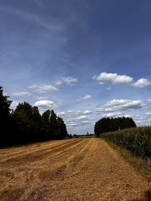 Dzialka rolna o pow. 80a